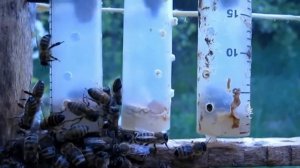 Как выводить элитных маток с помощью Джентерского сота 2 часть