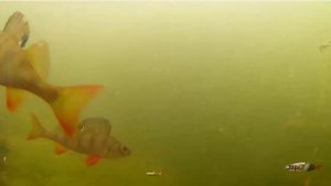 Подводное видео игры зимней блесны " Бокоплав"