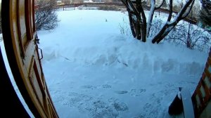 Уши свиные горячего копчения .