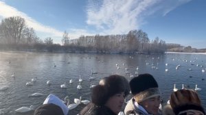 Лебединый заказник на озере Светлое Советского района Алтайского края