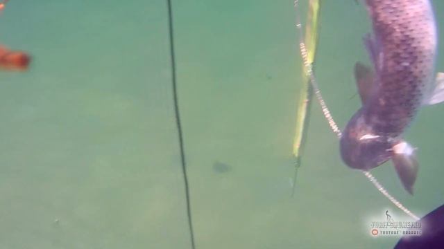 ЗАКЛИНИЛО РУЖЬЕ АЗОВ2021 охота на РЫБКУ смотреть онлайн