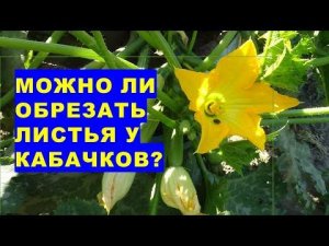 Можно ли обрезать листья у кабачков?