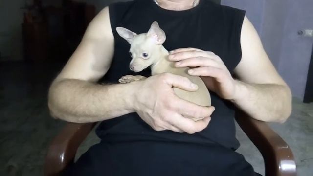 Девочка изабелла окрас смотреть онлайн