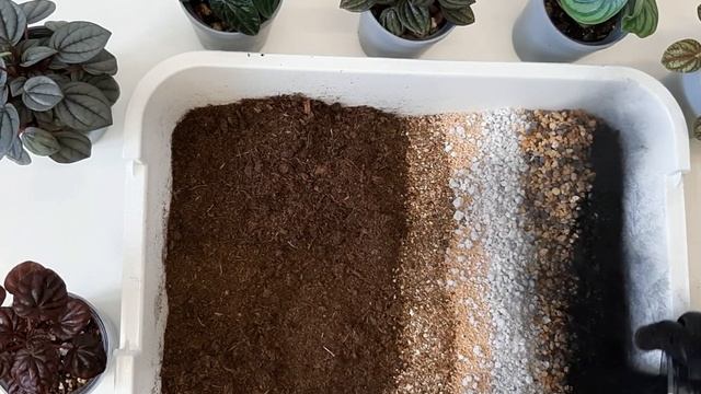 Грунт для ПЕПЕРОМИИ / Размножение пеперомии листом смотреть онлайн