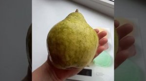 Груша "Просто Мария"