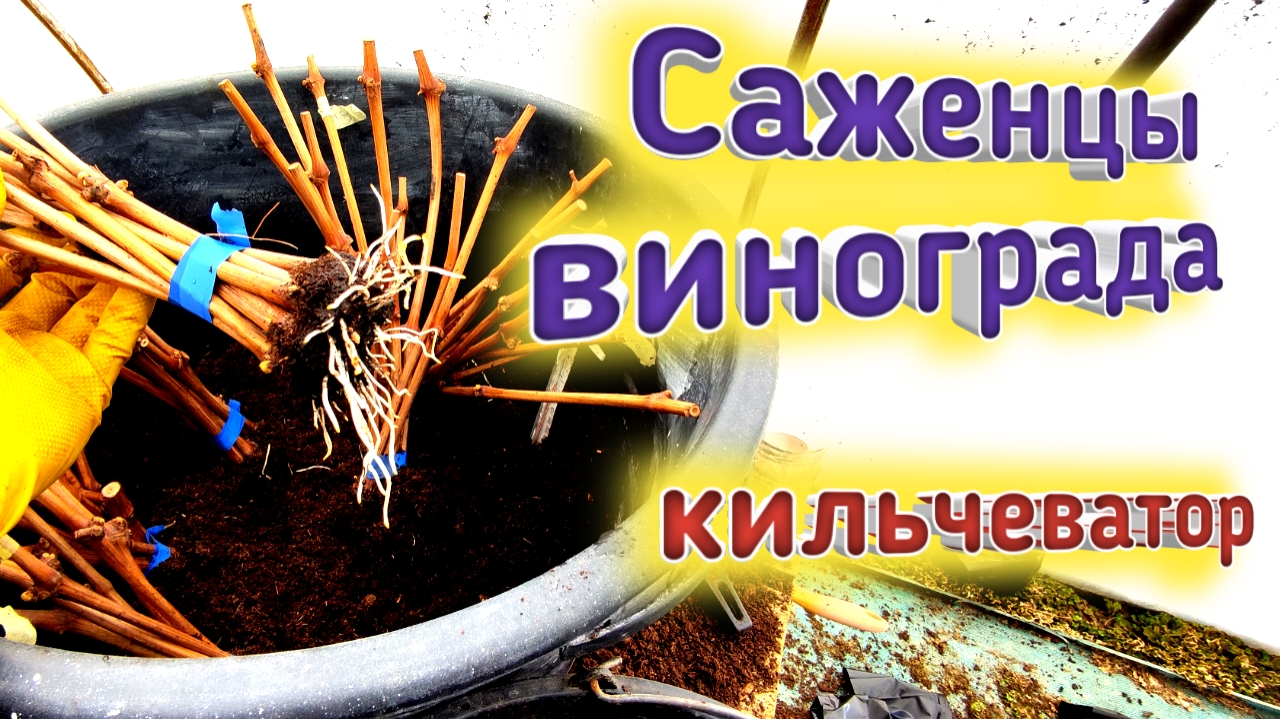 Саженцы винограда. Кильчеватор. Проращивание черенков винограда. Belklubnika.by.mp4 смотреть онлайн