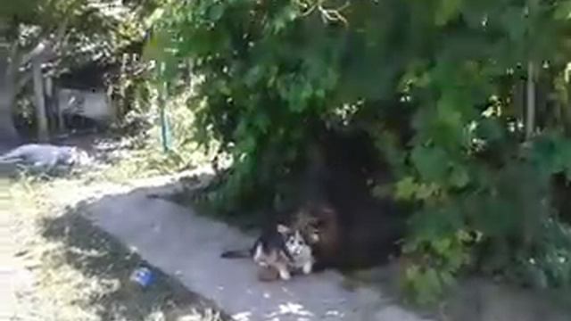 Algiz-Gebo Birks & Weinin смотреть онлайн