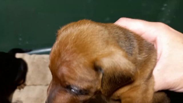 Щенки цвергпинчера, 30 дней / Miniature Pinscher puppies, 30 days смотреть онлайн