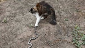 Домашняя кошка против змеи,кто кого???