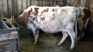 ПЛЮСЫ АЙРШИРСКИЙ ПОРОДЫ часть 3