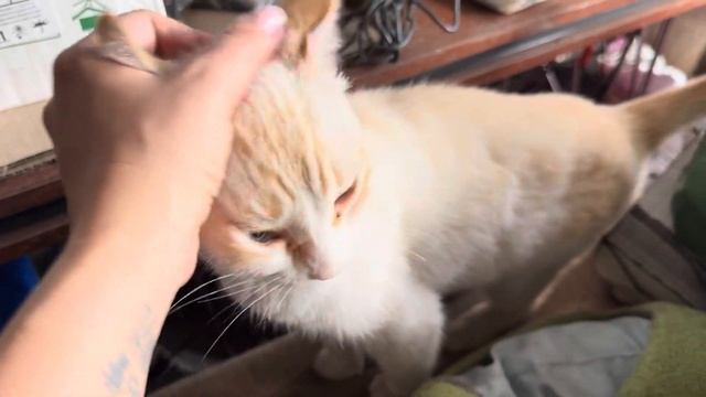 МЫ ИЩЕМ ИМ ДОМ И ПРОСИМ О ПОМОЩИ смотреть онлайн