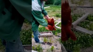 Забился зоб у курицы