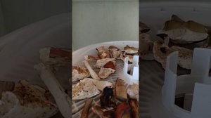 Сушим грибы. Обзор сушилки Вольтера