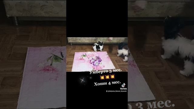 щеночки бивер йорка