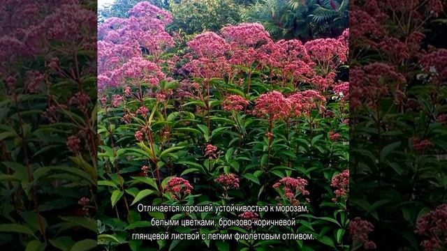 Посконник: посадка и уход в открытом грунте смотреть онлайн