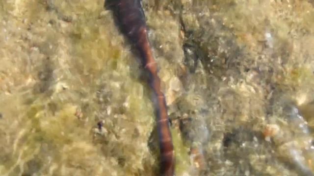 Nemertini смотреть онлайн