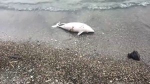 Туапсе,разлив нефти, последствия.