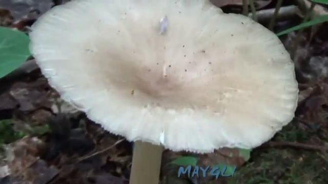 Съедобные грибы Плютей олений в лесу смотреть онлайн