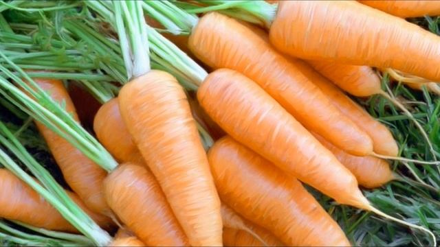 Сорта моркови на любой вкус смотреть онлайн