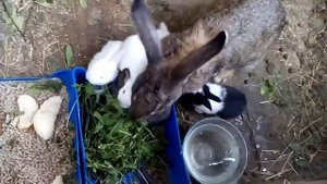 Кролики маленькие