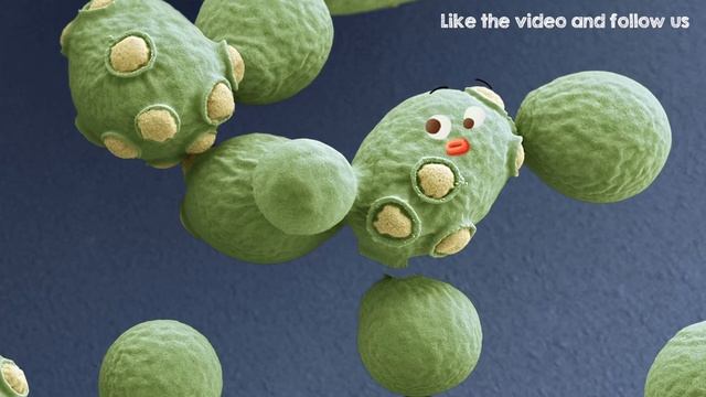 Saccharomyces cerevisiae смотреть онлайн