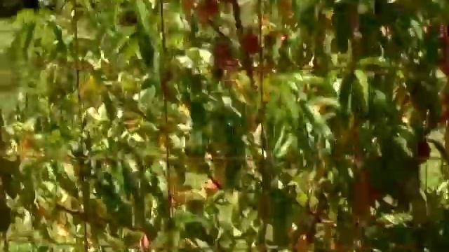 Bacterial Spot on Peach Trees смотреть онлайн