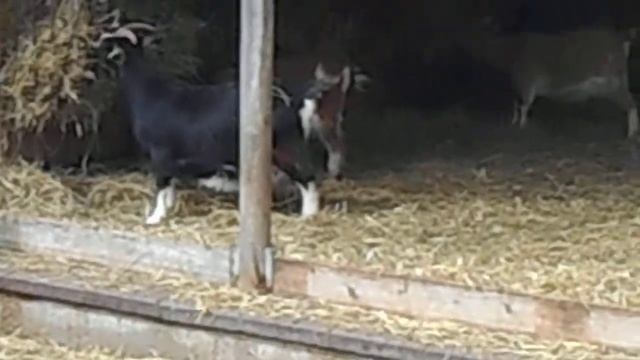 Германия.Штутгарт.Zoo(Wilhelma) смотреть онлайн