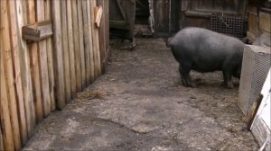 стоит ли покупать вьетнамских вислобрюхих свиней?