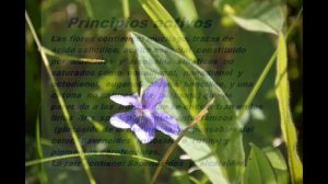 VIOLETA COMÚN (Viola odorata) PLANTAS MEDICINALES