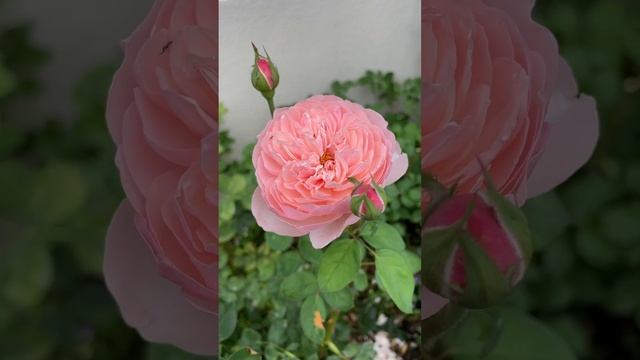 David Austin’s Most Beautiful Pink Rose, the Alnwick Rose #pinkroses #davidaustinroses