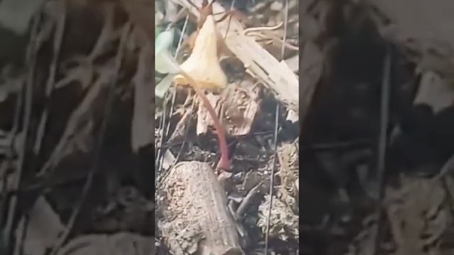 скупляем аккумуляторы, подушки ,пирины смотреть онлайн