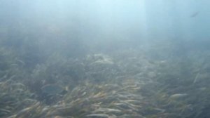 Snorkeling with Kodak Pixpro WPZ2 Spiaggia del Cannone Talamone by Alex Pi Lion Full HD