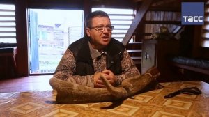 Заготовка пантов маралов в Республике Алтай