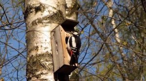Большой пестрый дятел дробь на скворечнике