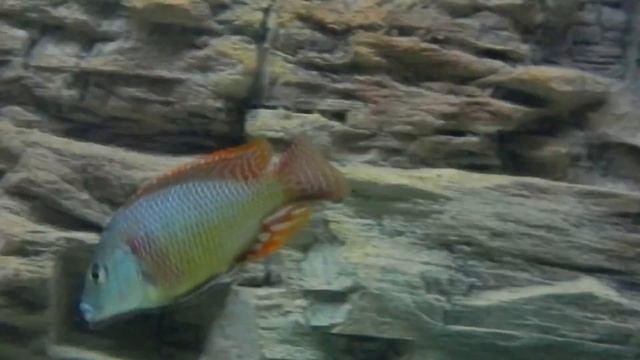 Otopharynx Tetrastigma -- Tramitichromis intermedia Full HD смотреть онлайн