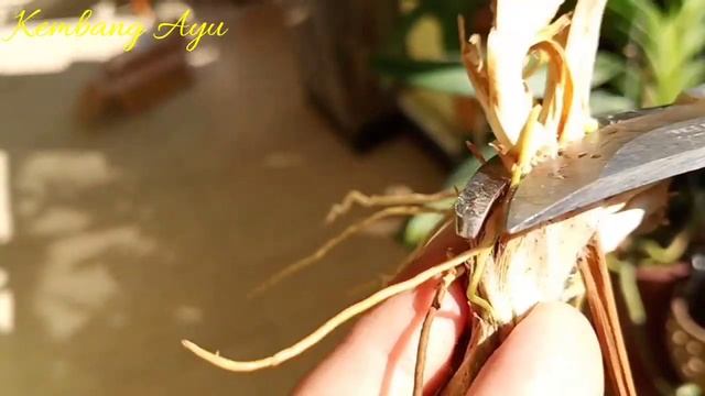 PERAWATAN ANGGREK ONCIDIUM, COELOGYNE PANDURATA DAN GRAMMATHOPHYLLUM MARTAE, SAMAKAH.....? смотреть онлайн