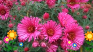 Астра новоанглийская Анденкен энд Альма Потшке. Обзор aster novae-angliae Andenken an Alma Potschke
