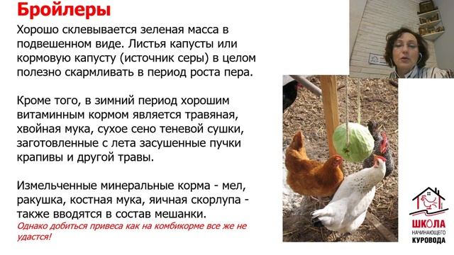 Чем кормить кур несушек? Кормление бройлеров. Школа куровода урок17.