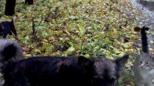 Осень. .Животные.