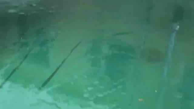 Тюлень Крошик напоминает об опасности выхода на лёд смотреть онлайн