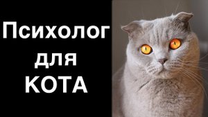 Зоопсихолог для кота. Когда и зачем обращаться к зоопсихологу?