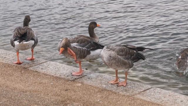Kensington Park.. Very big and beautiful park with birds lake.. смотреть онлайн