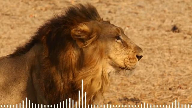 Хищники на отдыхе#природа#хищники смотреть онлайн