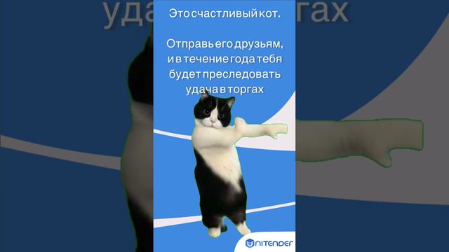 Счастливый котик 🐈