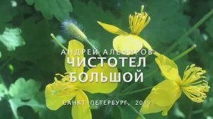 Чистотел большой. Алефиров А.Н.