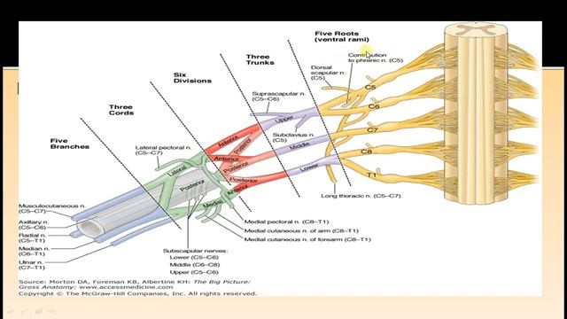 NEXT MEDICO 2022 - MBBS - Human Anatomy_ Upper limb - Brachial Plexus(Lecture -7) смотреть онлайн