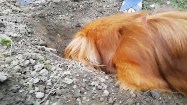 Антошка пошли копать картошку.