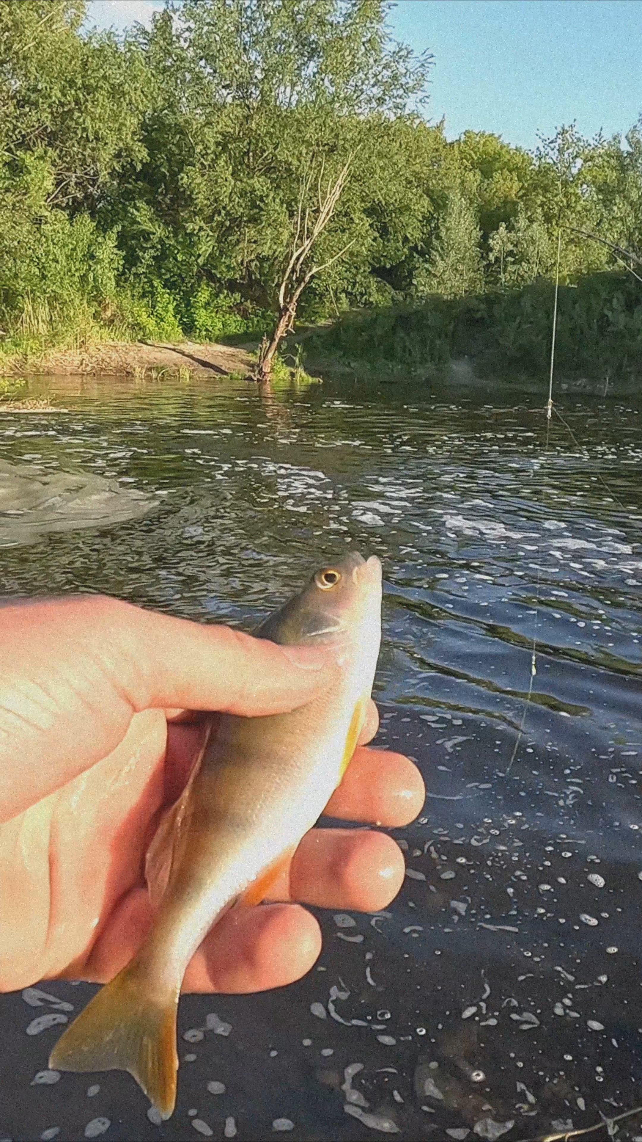 всего один #окунь за целый вечер на малой #реке     #спиннинг #fishing #рыбалка