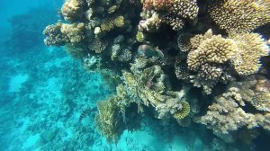 Snorkeling. Hotel Island View. Red sea. Egypt