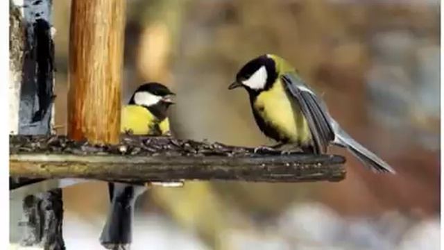 Синица Стучит в Окно, вот что Это Может Значить? смотреть онлайн